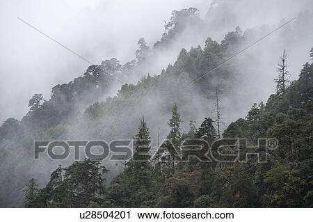 Stock Image - Fog over a forest, Trongsa District, Bhutan. Fotosearch