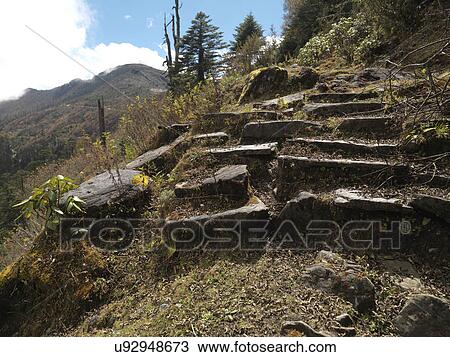 Forest, Bhutan View Large Photo Image Stock Image - Forest, Bhutan. Fotosearch