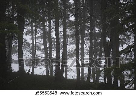 Stock Photo - Forest, Punakha Valley, Punakha District, Bhutan. Fotosearch
