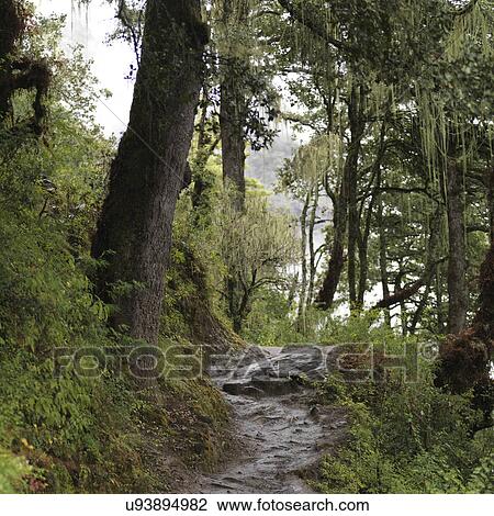 Stock Image - Forest, Taktsang Monastery, Paro Valley, Paro District, Bhutan. Fotosearch