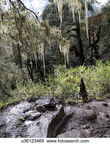 Stock Photo - Forest, Taktsang Monastery, Paro Valley, Paro District, Bhutan. Fotosearch