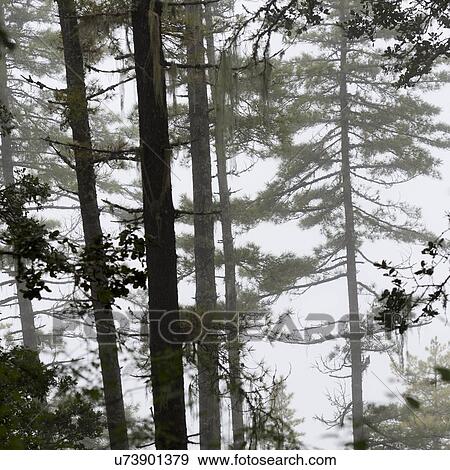 Forest, Taktsang Monastery, Paro Valley, Paro District, Bhutan View Large Photo Image Stock Photo - Forest, Taktsang Monastery, Paro Valley, Paro District, Bhutan. Fotosearch