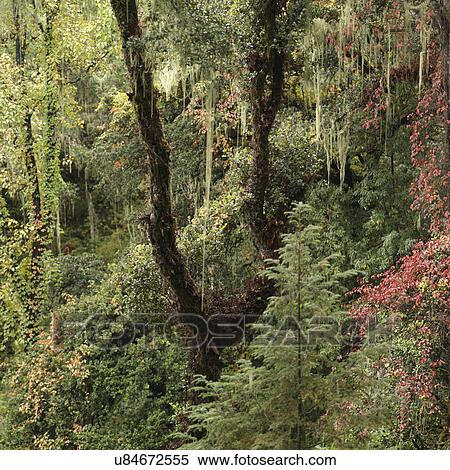 Stock Photography - Forest, Taktsang Monastery, Paro Valley, Paro District, Bhutan. Fotosearch
