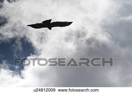Stock Photo - Hawk flying in the sky, Bhutan. Fotosearch