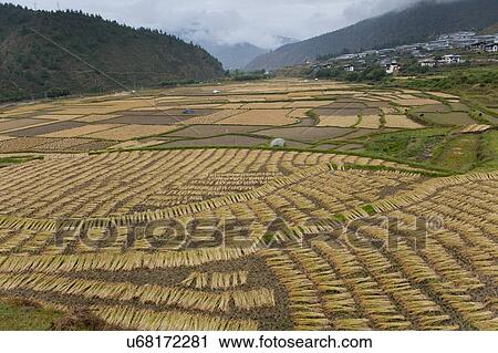 Stock Image - High angle view of a rice field, Paro Valley, Paro District, Bhutan. Fotosearch