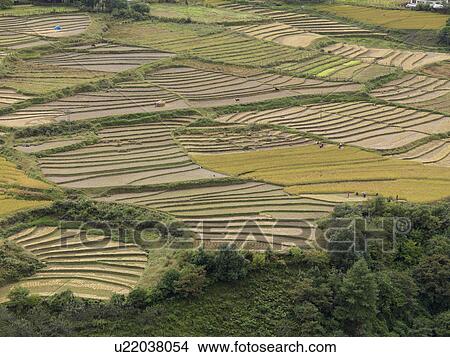 Picture - High angle view of a terraced field, Thimphu, Bhutan. Fotosearch