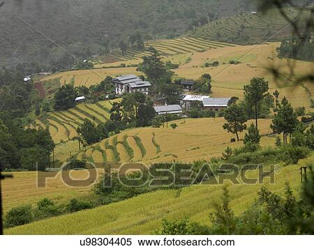 Stock Photography - High angle view of a terraced field, Punakha District, Bhutan. Fotosearch