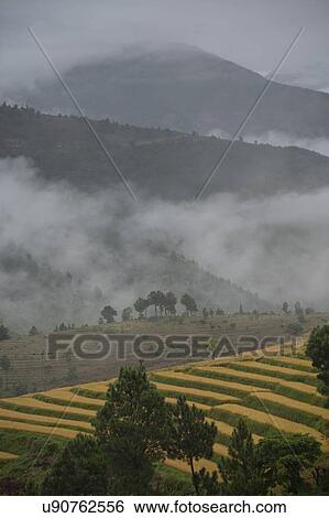 High angle view of rice paddies with mountains in the background, Punakha Valley, Punakha District, Bhutan View Large Photo Image Stock Photograph - High angle view of rice paddies with mountains in the background, Punakha Valley, Punakha District, Bhutan. Fotosearch