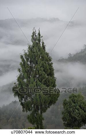 High angle view of trees in foggy valley, Punakha Valley, Punakha District, Bhutan View Large Photo Image Picture - High angle view of trees in foggy valley, Punakha Valley, Punakha District, Bhutan. Fotosearch