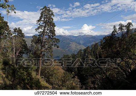 High angle view of trees on mountains, Rukubji Village, Trongsa District, Bhutan View Large Photo Image Picture - High angle view of trees on mountains, Rukubji Village, Trongsa District, Bhutan. Fotosearch