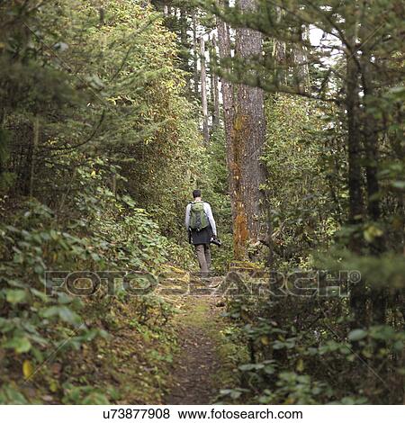 Stock Photo - Hiker in a forest, Paro Valley, Paro District, Bhutan. Fotosearch