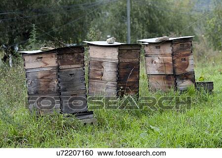 Stock Image - Honey beehive boxes in a field, Chokhor Valley, Bumthang District, Bhutan. Fotosearch