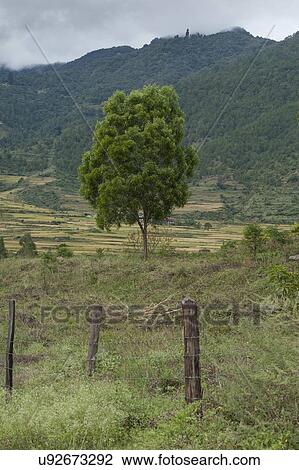 Stock Image - Landscape with mountains in the background, Punakha District, Bhutan. Fotosearch