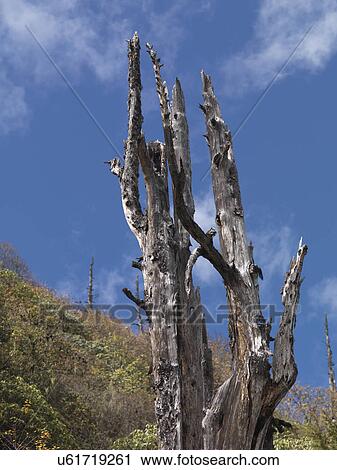 Stock Image - Low angle view of a bare tree, Bhutan. Fotosearch