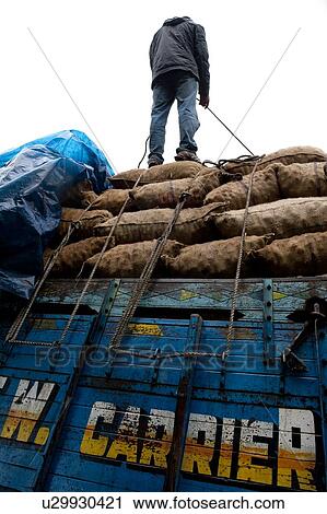 Low angle view of a man tying goods on an overloaded truck, Phobjikha Valley, Bhutan View Large Photo Image Stock Image - Low angle view of a man tying goods on an overloaded truck, Phobjikha Valley, Bhutan. Fotosearch