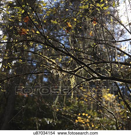 Picture - Low angle view of branches of a tree, Bhutan. Fotosearch