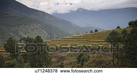 Low angle view of terraced rice fields with mountains, Punakha Valley, Punakha District, Bhutan View Large Photo Image Stock Photo - Low angle view of terraced rice fields with mountains, Punakha Valley, Punakha District, Bhutan. Fotosearch