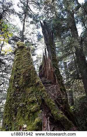 Low angle view of trees in a forest, Bhutan View Large Photo Image Stock Image - Low angle view of trees in a forest, Bhutan. Fotosearch