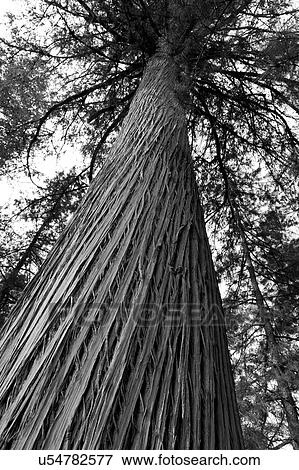 Stock Photo - Low angle view of trees in a forest, Paro Valley, Paro District, Bhutan. Fotosearch