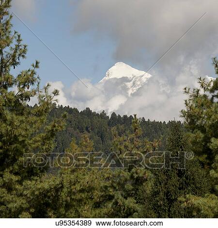 Stock Photo - Low angle view of trees in a forest, Bhutan. Fotosearch