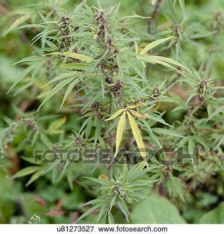 Marijuana plant growing in Bumthang District, Chokhor Valley Bhutan View Large Photo Image Stock Photo - Marijuana plant growing in Bumthang District, Chokhor Valley Bhutan. Fotosearch