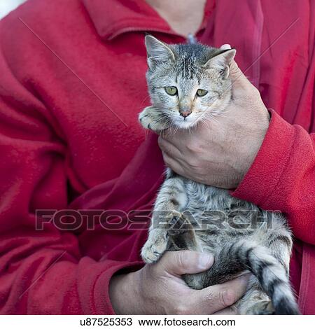 Stock Image - Mid section view of a monk holding a cat, Bhutan. Fotosearch