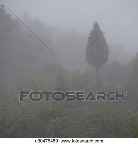 Mist over landscape in Laptshaka, Punakha Valley Bhutan View Large Photo Image Stock Photo - Mist over landscape in Laptshaka, Punakha Valley Bhutan. Fotosearch