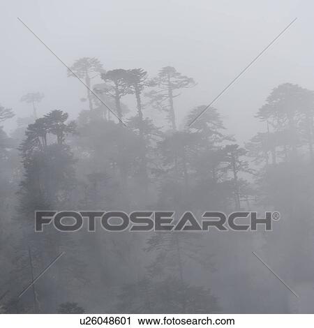 Mist overTrongsa District, Bhutan View Large Photo Image Stock Image - Mist overTrongsa District, Bhutan. Fotosearch
