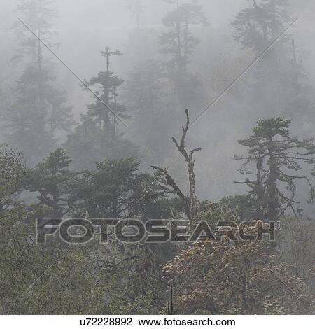 Mist overTrongsa District, Bhutan View Large Photo Image Stock Image - Mist overTrongsa District, Bhutan. Fotosearch