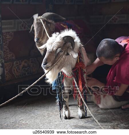 Stock Photo - Monk tending to a goat at Trongsa Dzong Bhutan. Fotosearch