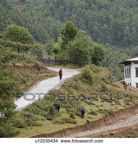 Monk walking along pathway near Gangte Goemba Monastery, Phobjikha Valley View Large Photo Image Picture - Monk walking along pathway near Gangte Goemba Monastery, Phobjikha Valley. Fotosearch