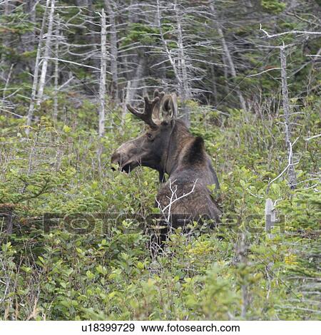 Stock Photo - Moose (Alces Alces) standing in a forest, Gros Morne National Park, Newfoundland and Labrador, Canada. Fotosearch