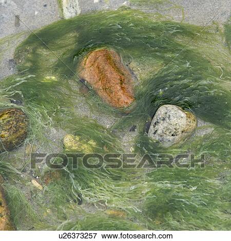 Stock Photo - Moss on rocks along beach, Shallow Bay, Cow Head, Gros Morne National Park, Newfoundland and Labrador, Canada. Fotosearch
