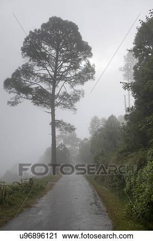 Stock Image - Mountain road with trees in fog, Punakha Valley, Punakha District, Bhutan. Fotosearch