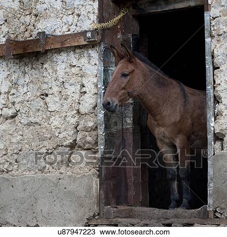 Mule standing at a door in a stable, Paro Valley, Paro District, Bhutan View Large Photo Image Stock Image - Mule standing at a door in a stable, Paro Valley, Paro District, Bhutan. Fotosearch
