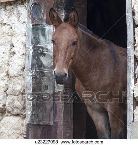 Stock Photo - Mule standing at a door in a stable, Paro Valley, Paro District, Bhutan. Fotosearch