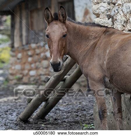 Mule standing in a stable, Paro Valley, Paro District, Bhutan View Large Photo Image Stock Image - Mule standing in a stable, Paro Valley, Paro District, Bhutan. Fotosearch