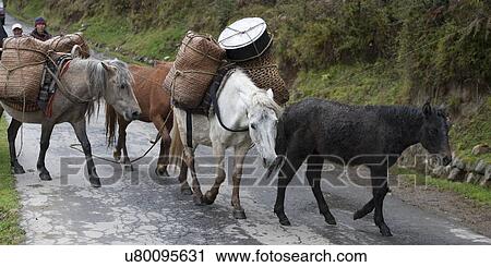 Stock Image - Mules carrying loads, Chhume Valley, Zungney, Bumthang District, Bhutan. Fotosearch