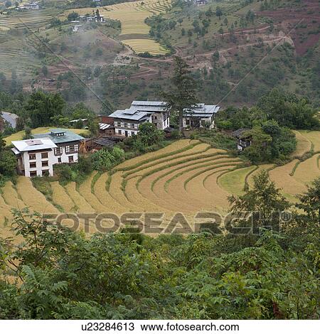 Stock Image - Overview of rice terraces in Punakha District, Bunakha Valley, Bhutan. Fotosearch