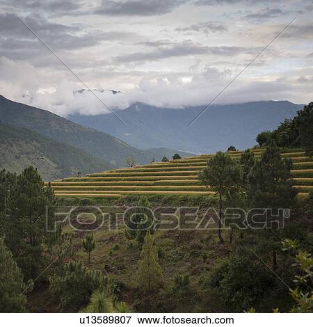Stock Photo - Overview of rice terraces in Punakha District, Bunakha Valley, Bhutan. Fotosearch
