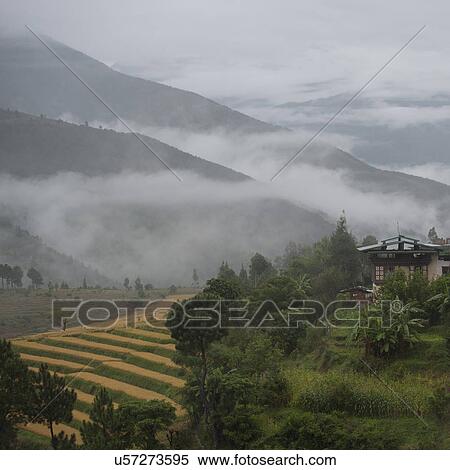 Overview of rice terraces in Punakha District, Bunakha Valley, Bhutan View Large Photo Image Stock Photography - Overview of rice terraces in Punakha District, Bunakha Valley, Bhutan. Fotosearch