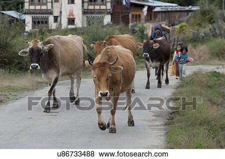 Stock Photo - People with cattle, Chokhor Valley, Bumthang District, Bhutan. Fotosearch
