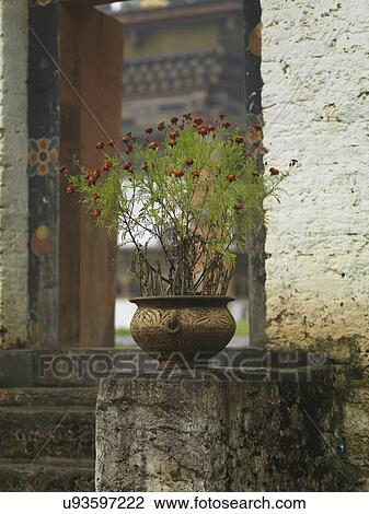 Stock Image - Potted plant at entrance gate of Punakha Monastery, Punakha, Bhutan. Fotosearch