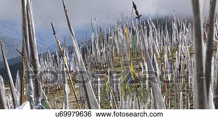 Stock Photograph - Prayer flags, Chelela Pass, Paro Valley, Paro District, Bhutan. Fotosearch