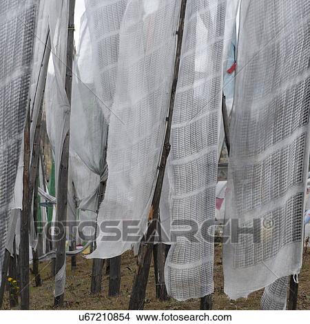 Prayer flags on a mountain, Bhutan View Large Photo Image Picture - Prayer flags on a mountain, Bhutan. Fotosearch