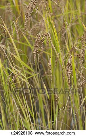 Red rice crop in a field, Paro Valley, Paro District, Bhutan View Large Photo Image Stock Photo - Red rice crop in a field, Paro Valley, Paro District, Bhutan. Fotosearch