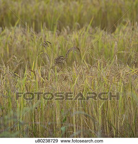 Stock Photo - Rice growing in Bhutan, Lowakha village, Punakha Valley. Fotosearch