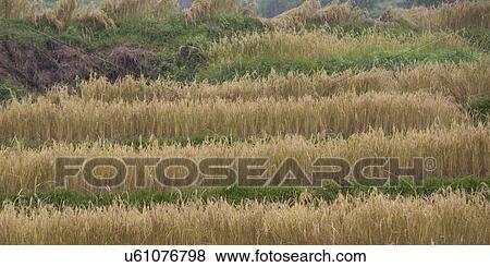 Stock Photo - Rice paddies in a valley, Punakha Valley, Punakha District, Bhutan. Fotosearch