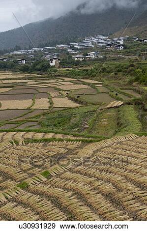 Rice paddy with a town in the background, Paro Valley, Paro District, Bhutan View Large Photo Image Stock Photo - Rice paddy with a town in the background, Paro Valley, Paro District, Bhutan. Fotosearch