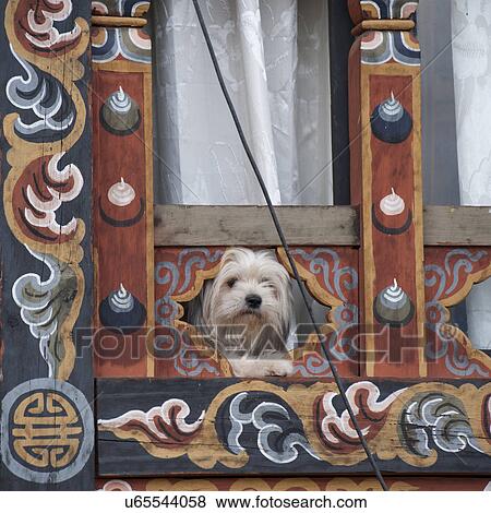 Stock Photo - Small doug in Bhutan, Punakha District. Fotosearch